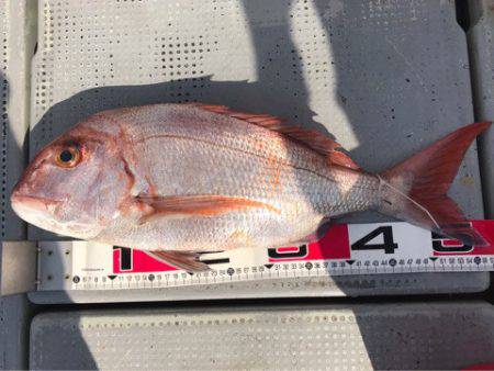 釣鯛洋 釣果