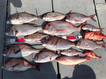 釣鯛洋 釣果