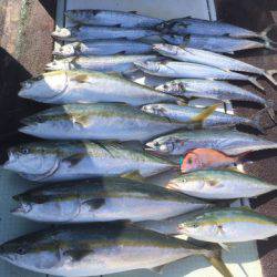 エムズジャーク（M’s JERK） 釣果