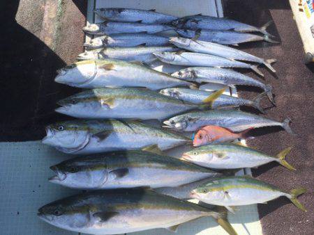 エムズジャーク（M’s JERK） 釣果