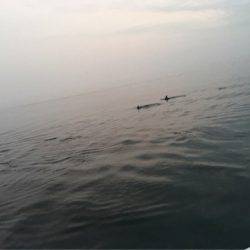 末広丸(熊本) 釣果