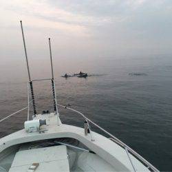 末広丸(熊本) 釣果