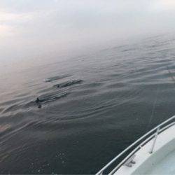 末広丸(熊本) 釣果