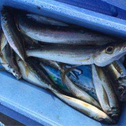 第二 海洋丸 釣果