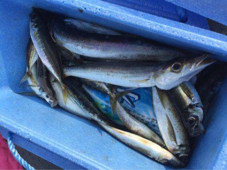 第二 海洋丸 釣果