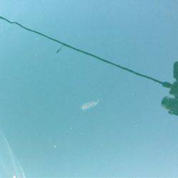 第二 海洋丸 釣果