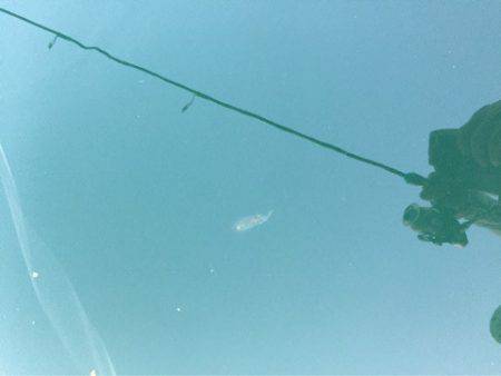 第二 海洋丸 釣果