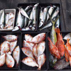 渡船屋たにぐち 釣果