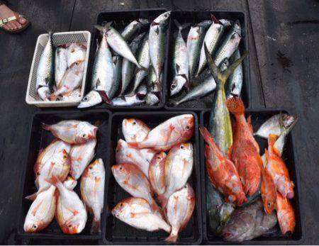 渡船屋たにぐち 釣果