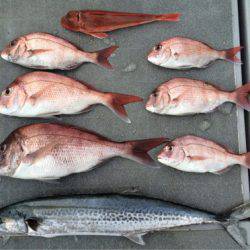 SeaRide(シーライド) 釣果