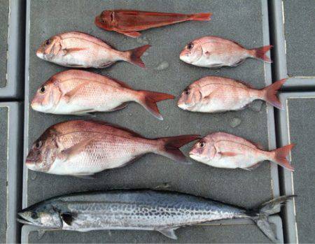 SeaRide(シーライド) 釣果