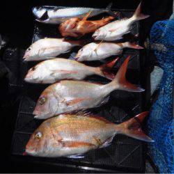 渡船屋たにぐち 釣果