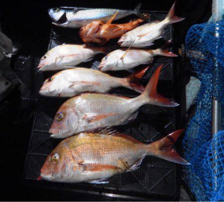 渡船屋たにぐち 釣果