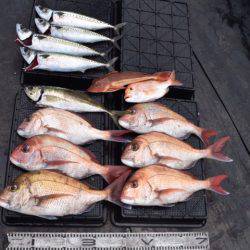 渡船屋たにぐち 釣果