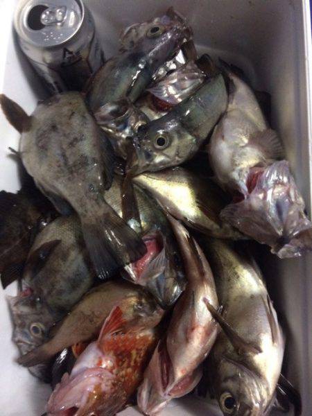 豊和丸 釣果
