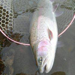 つりぼりあかし 釣果