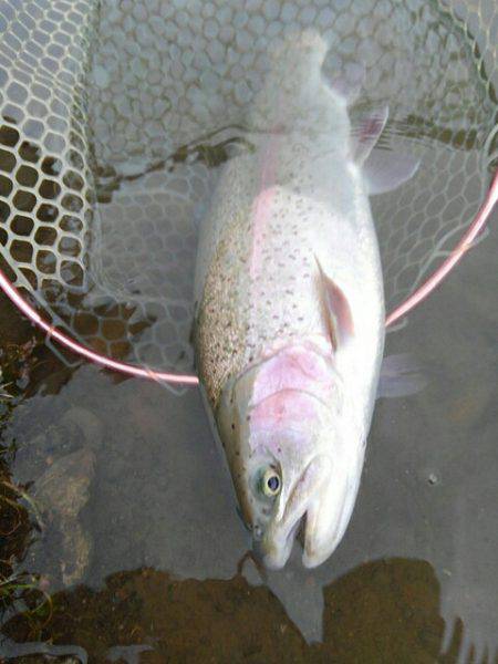 つりぼりあかし 釣果