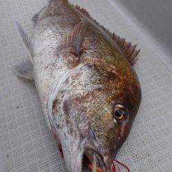 まるいち丸 ZERO-1 釣果