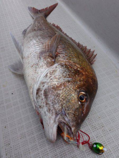 まるいち丸 ZERO-1 釣果