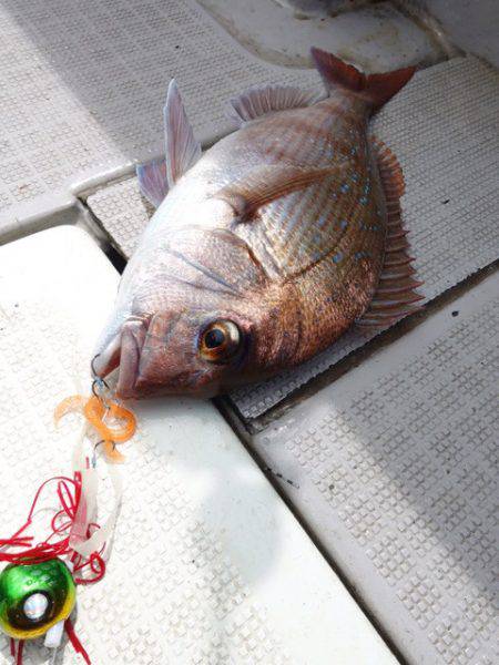 まるいち丸 ZERO-1 釣果