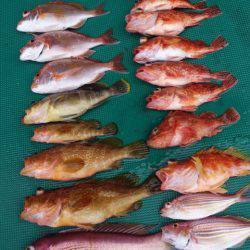 まるいち丸 ZERO-1 釣果