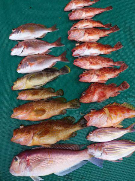 まるいち丸 ZERO-1 釣果