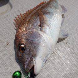 まるいち丸 ZERO-1 釣果