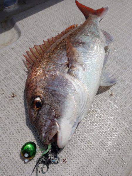 まるいち丸 ZERO-1 釣果