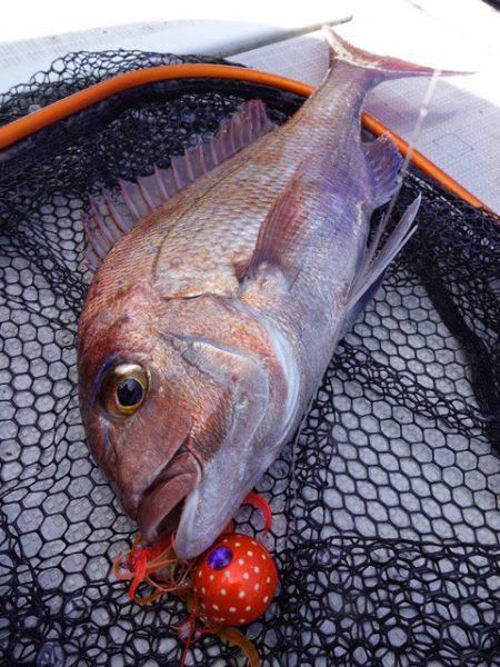 まるいち丸 ZERO-1 釣果