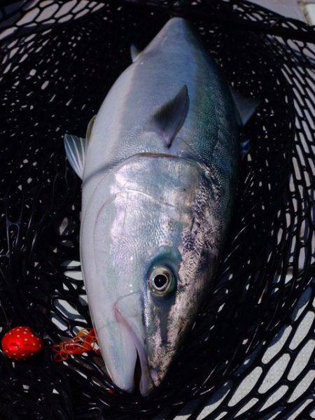 まるいち丸 ZERO-1 釣果