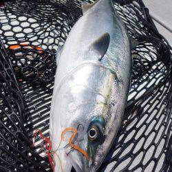 まるいち丸 ZERO-1 釣果