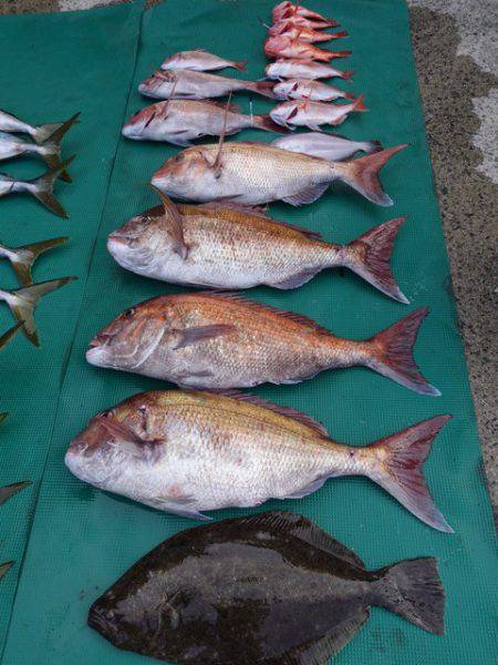 まるいち丸 ZERO-1 釣果