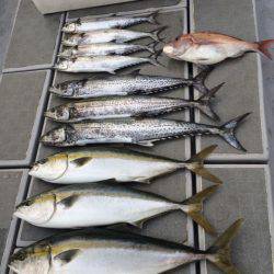 SeaRide(シーライド) 釣果