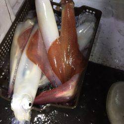 第二龍勢丸 釣果