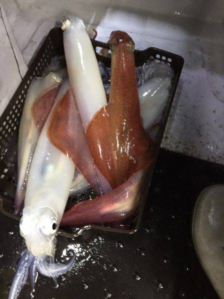 第二龍勢丸 釣果