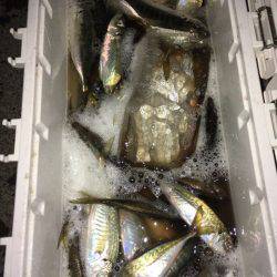 第二八坂丸 釣果