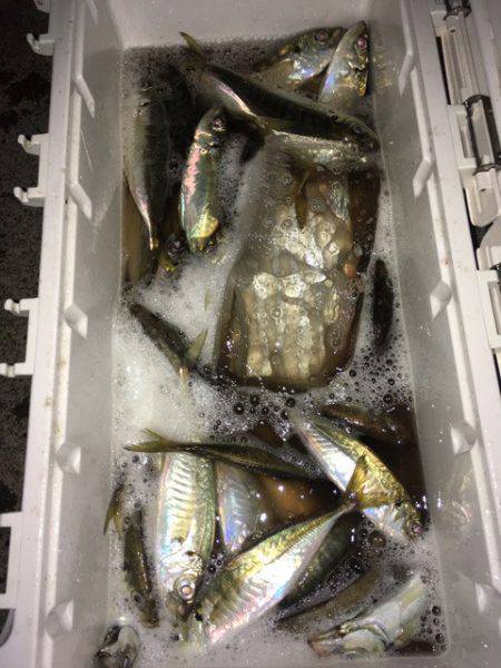 第二八坂丸 釣果