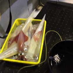 第二龍勢丸 釣果