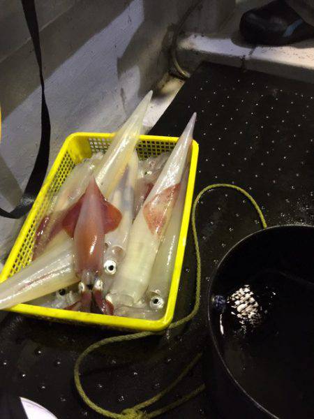 第二龍勢丸 釣果