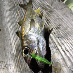渡船屋たにぐち 釣果