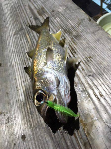 渡船屋たにぐち 釣果