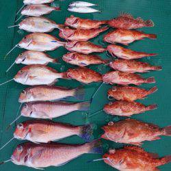 まるいち丸 ZERO-1 釣果