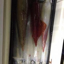 第二龍勢丸 釣果