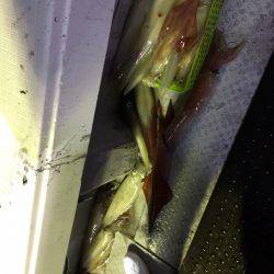 第二龍勢丸 釣果