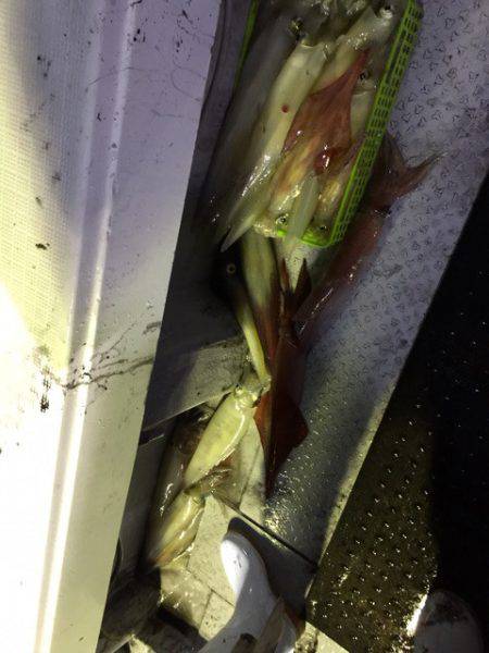 第二龍勢丸 釣果