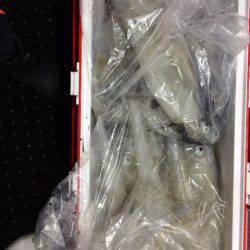 第二龍勢丸 釣果