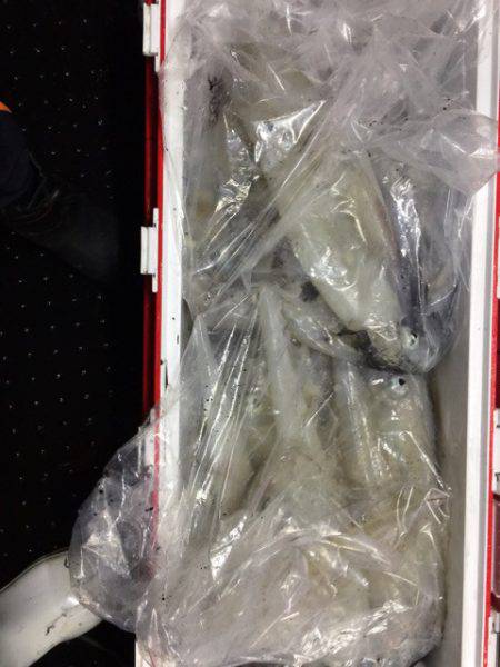 第二龍勢丸 釣果