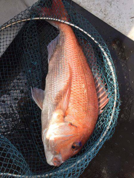 第二龍勢丸 釣果