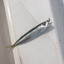 うさぎ丸 釣果