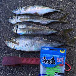 渡船屋たにぐち 釣果